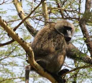 Er überwacht alles...!