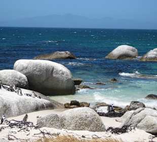 Die Pinguine am Strand