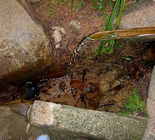 Eine Erfrischung/Fond Ferdinand