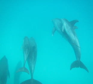 Mittelgröβe Delfingruppe 