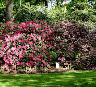 Spaziergang durch den Rhododendronpark im Mai