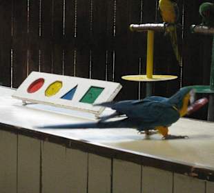 Papagei im Oasis Park