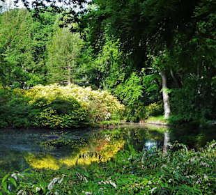 Hauptblüte im Rhododendronpark Bremen