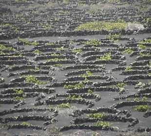 Wein