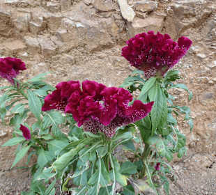 Botanischer Park Kreta 