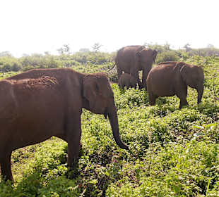 Im Yala Nationalpark