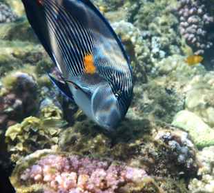 Meeresbewohner vom Riff Hotel Iberotel Coraya Beach