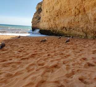 Praia de Nossa Senhora da Rocha
