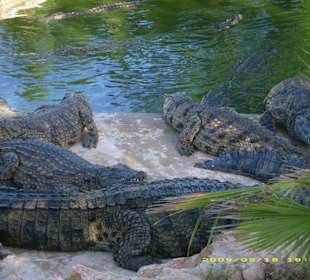 Blick auf die Krokodile