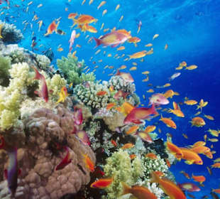 Ras Mohamed National Park 