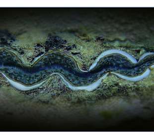 Schuppige Riesenmuschel