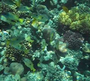 Hausriff Arabella Azur Beach