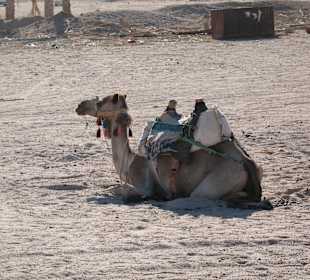 Kamelreiten all inclusiv
