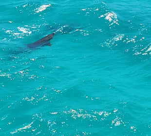 Delfin Tour Dolphine House