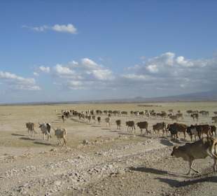 Viehherden der Masai