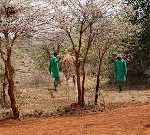 Auch eine Giraffe wird aufgezogen