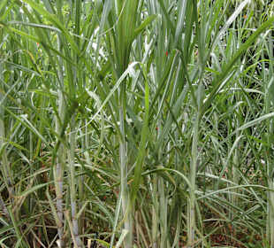 Zuckerrohrpflanze