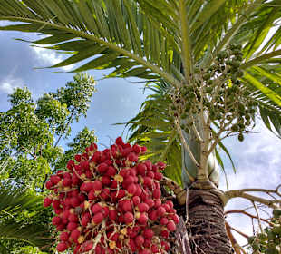 Stadtrundgang Cabarete	