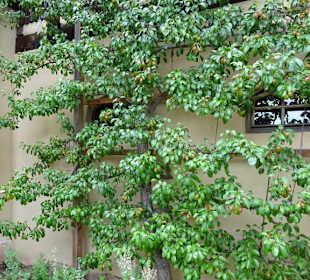 Birnenspalier im Innenhof des Bauernmuseums