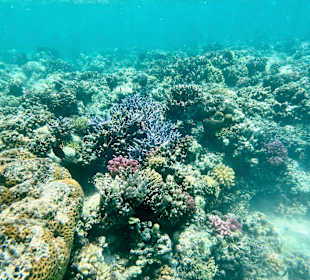 Schnorcheln Marsa Alam