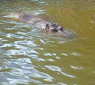 Warszawskie ZOO latem.