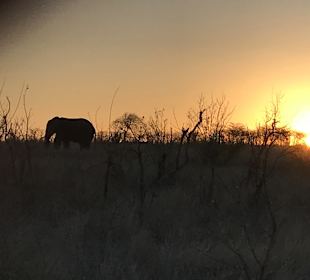 Safari Tour Timbavati	