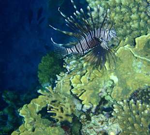 Šnorchlování na domovském útesu