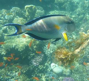 Schnorcheln Hurghada