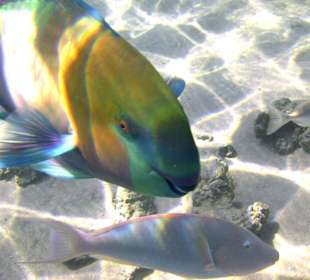 Schnorcheln am Hotelstrand Sonesta Club