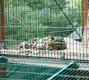 Kameltheater & Weißer Hof