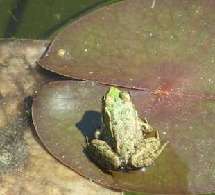 Wo is mein Seerosenblatt?