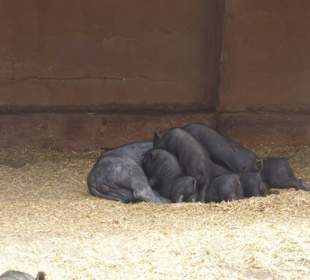 Im Tierpark