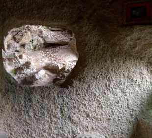 Eurasienbereich - Fischotter