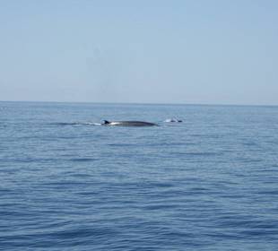 Katamaran-Tour Santa Maria