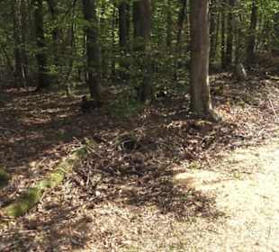 Wanderweg Firstwaldrunde