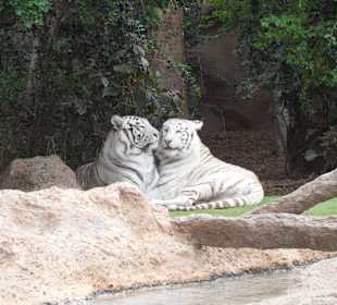 Die weißen Tiger beim Kuscheln