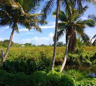 Cabarete Lagune