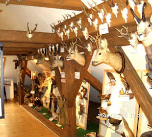Abteilung Jagd - Geweihe