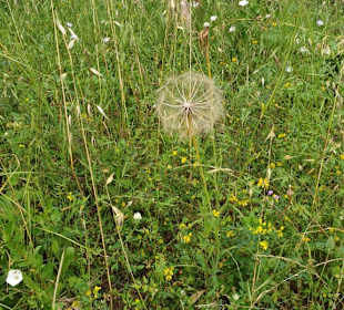 Wilde Blumen am Rande des Strandes