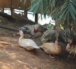 Orang Asli Village Kejar Hill