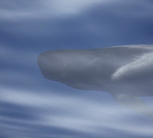 Pilotwal bei der Bootsfahrt mit Shogun