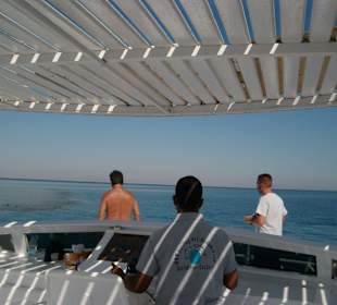 Alle halten Ausschau nach den Delfinen 