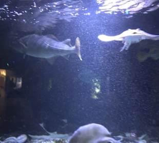 Aquarium