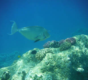 Unterwasserwelt Hausriff