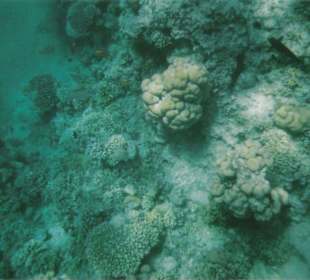 Schnorchel in Sharm el Naga