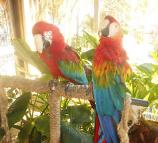 Auch Aras sind dort zu bestaunen