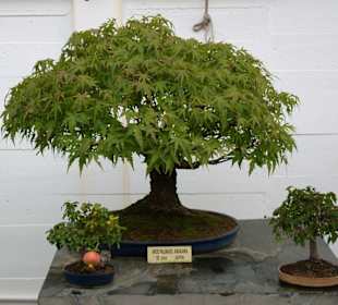 Bonsai-Museum