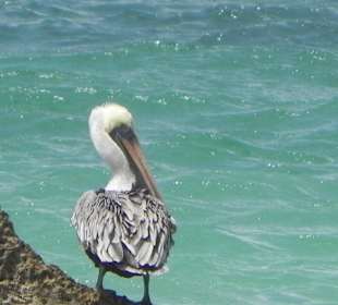 Tier- und Pflanzenwelt