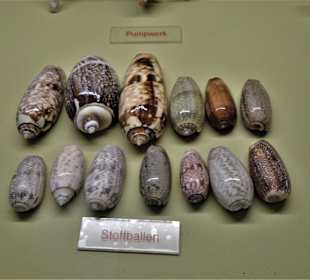 Rundgang durch das Muschelmuseum Wremen