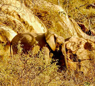 Rock Elephants; Tsavo West